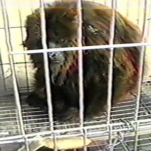 Inusitado nos anos 90: um macaco na vizinhança