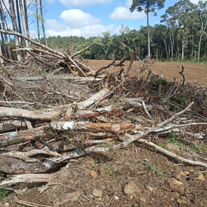 Desmatamento ilegal devasta 3,5 hectares de mata nativa em Rio Negro