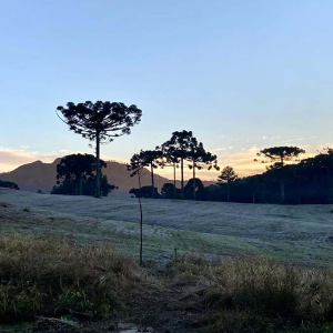 Onda de frio: produtores podem adotar medidas para minimizar os danos no campo