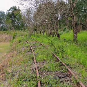 Santa Catarina quer reativar ferrovia abandonada entre Mafra e Porto União; entenda