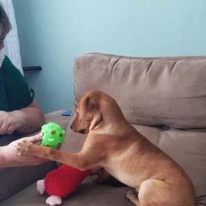 Pets trazem alívio para os dias de confinamento