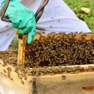 Secretaria da Agricultura orienta produtores rurais para evitar a mortandade de abelhas