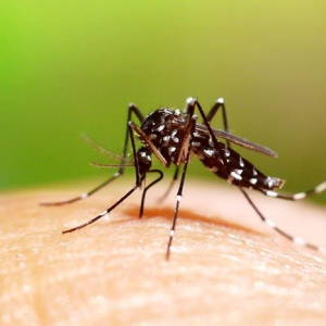 Paraná tem 88 mil casos confirmados de dengue