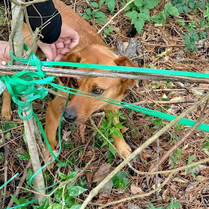 Cachorro amarrado no mato, sem água e comida, é resgatado em Mafra