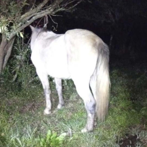 Cerca é cortada e cavalos são deixados em terreno particular