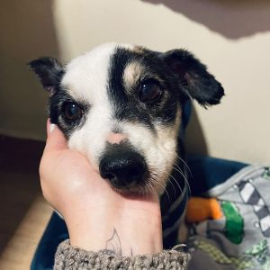 Filhotes e cães idosos esperam por um novo lar em feira de adoção neste sábado