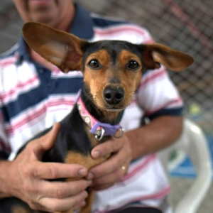 Inscrições para castração gratuita de cães e gatos encerra em julho em Mafra; veja como participar