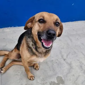 Abrigo de Cães e Gatos de Mafra recebe primeira hóspede quatro meses depois da inauguração