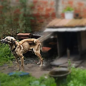 Polícia Civil prende mulher que mantinha cão preso sem água e sem comida