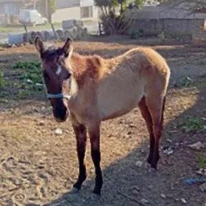 Polícia flagra cavalos extremamente magros em terreno sem pastagem