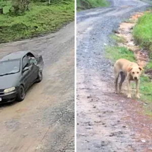 Abandonado em estrada, cachorro corre atrás de veículo em Rio Vermelho