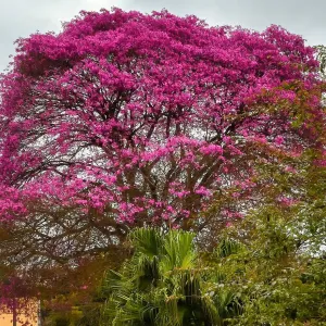 Mais chuva, calor e temporais: o que esperar da primavera?