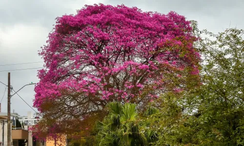 Mais chuva, calor e temporais: o que esperar da primavera?