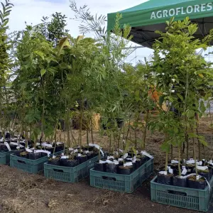 Verde é Vida fortalece ações de restauração florestal com espécies nativas e apoio técnico