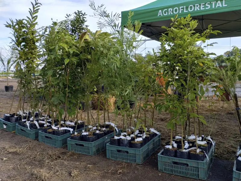 Verde é Vida fortalece ações de restauração florestal com espécies nativas e apoio técnico