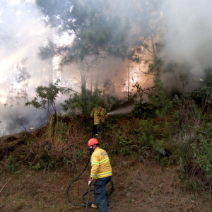 Incêndio atinge área de mata nativa em Mafra