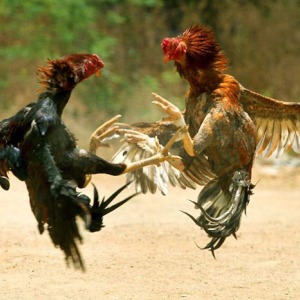 Comissão de Meio Ambiente aprova três projetos em defesa dos animais em SC