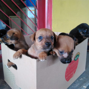 Filhotes de cachorro são abandonados em Mafra e recebem cuidados dos bombeiros