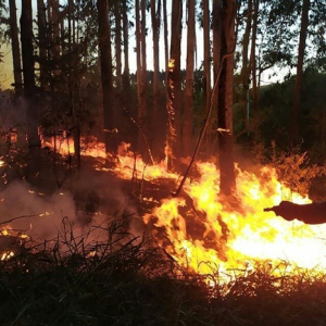 Incêndio atinge reflorestamento de eucalipto no interior de Mafra