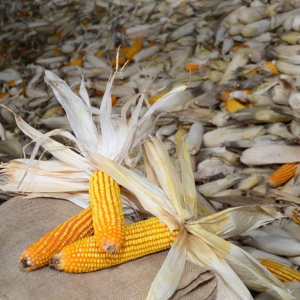 SC lança novas linhas de crédito para ajudar produtores rurais