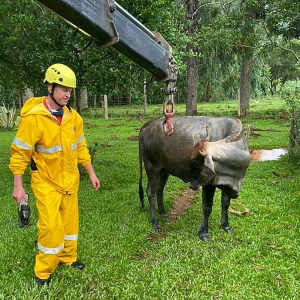 Novilha prenha é resgatada de fossa no interior de Mafra