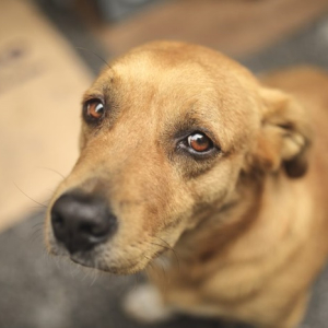 Curso online prepara protetores para atendimento de maus-tratos a animais