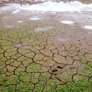 Estiagem leva o Paraná a decretar situação de emergência