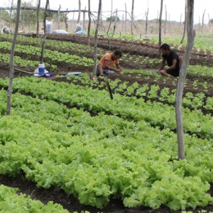 Mafra seleciona produtores para Programa de Aquisição de Alimentos