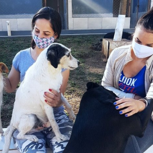 Leilão no PR será revertido para a proteção animal