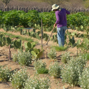 CMN facilita renegociação de dívidas de produtores rurais