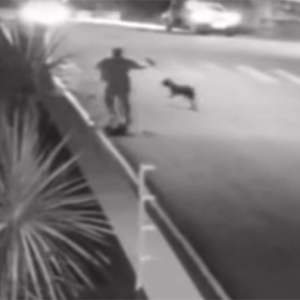 Vídeo: cachorro ataca menino de seis anos em Rio Negro