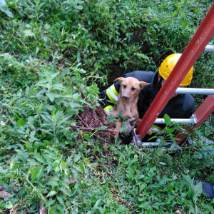 Final feliz: cachorro é resgatado após cair em poço na Vila Ivete