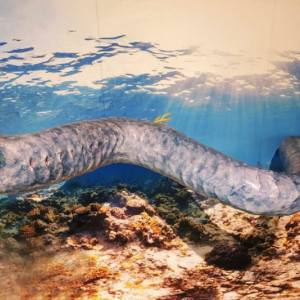 Fósseis de espécie aquática extinta são encontrados em Mafra