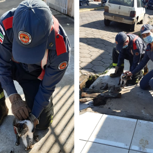 Gato que estava preso em bueiro é resgatado em Mafra
