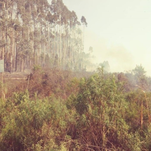 Incêndio atinge área de vegetação nas margens da BR-116, em Itaiópolis