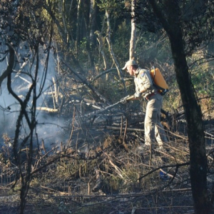 Incêndios florestais em Mafra batem recorde em 2020