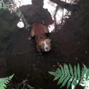 Bombeiros resgatam fêmea de pitbull que caiu em poço na Vila Ivete