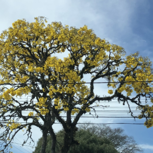 A exuberância do ipê-amarelo