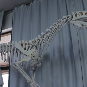 Cenpáleo ganha reforma e novo espaço para difundir a paleontologia catarinense