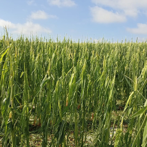 Granizo causou prejuízo de mais de R$ 50 milhões na agricultura de Mafra