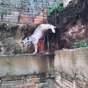 Após ficar preso em ferragens, gato é resgatado em Itaiópolis