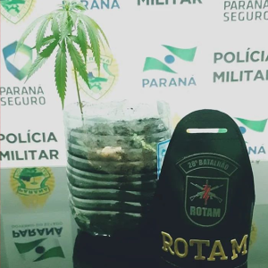 Polícia Militar apreende pé de maconha no Bairro Alto, em Rio Negro