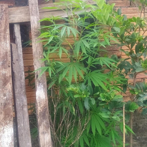 Polícia Militar apreende pé de maconha em quintal de casa, em Mafra