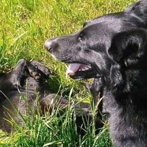 Cães são envenenados no interior de Mafra