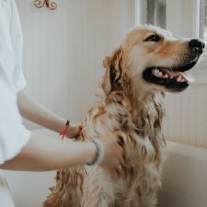 Sine tem vaga de emprego para banhista de animais em Rio Negro