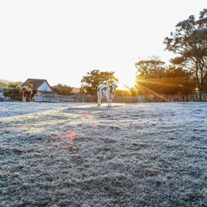 Onda de frio se aproxima a partir da próxima semana em SC