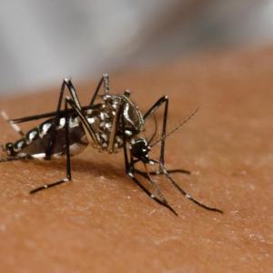 Rio Negro já teve quatro casos positivos de dengue desde o início do ano