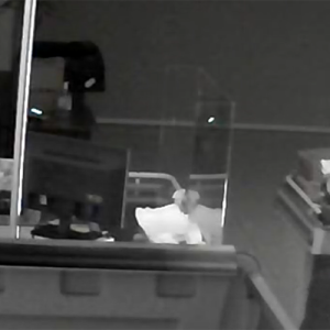 Vídeo: ladrão invade açougue pelo telhado e furta carne e cerveja em Mafra