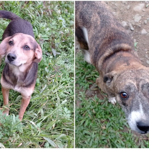 Abrigo e prefeitura promovem feira online para adoção de cães em Mafra