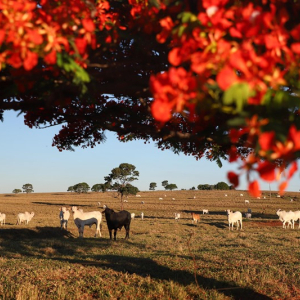 Produtor rural tem até o final do mês para atualizar rebanhos no Paraná